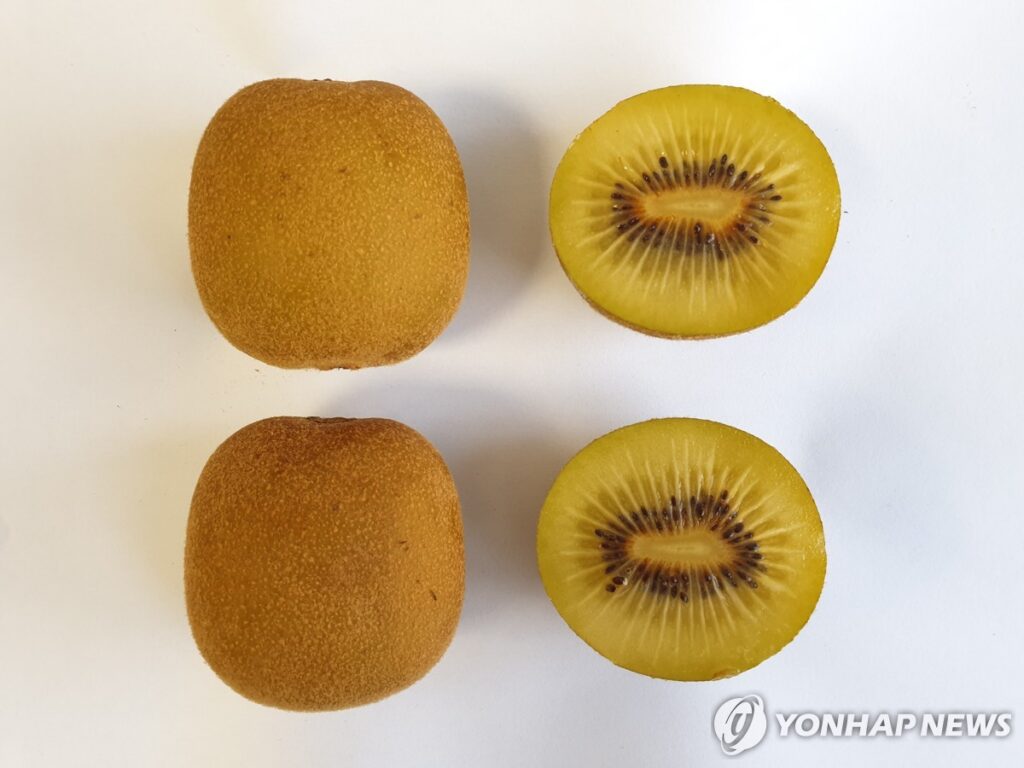 제주산 키위 수출 예고