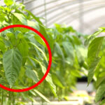 고추잎 건강식품 원료 탈바꿈