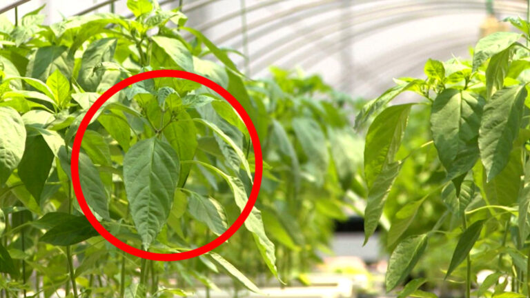 고추잎 건강식품 원료 탈바꿈