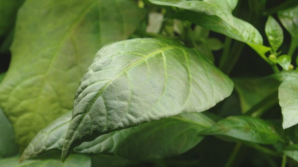 고추잎 건강식품 원료 탈바꿈