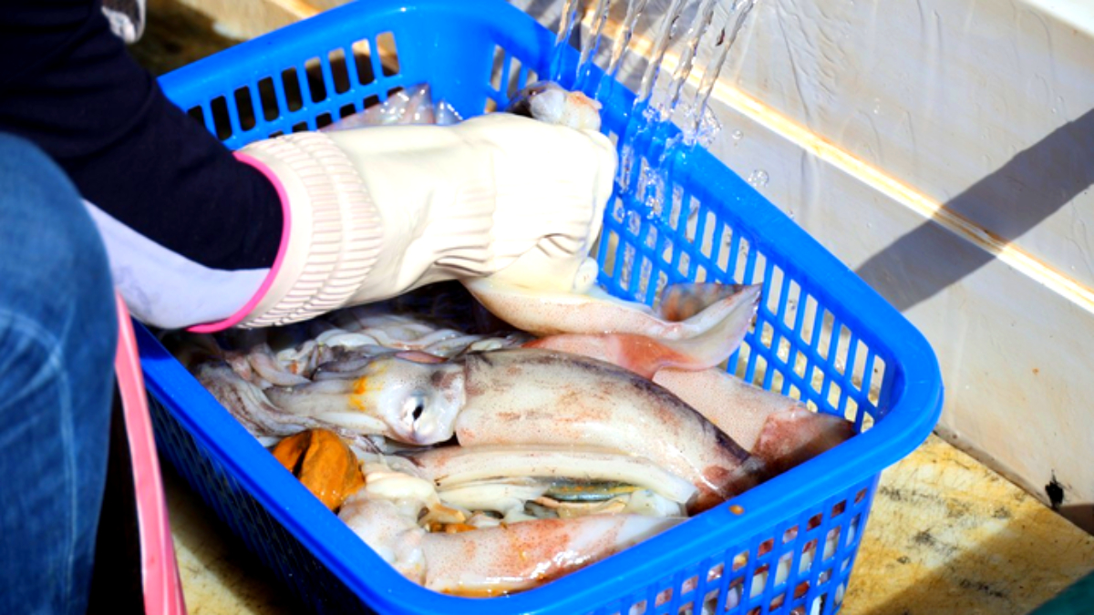 단둥항 북한산 수산물 처리 시설