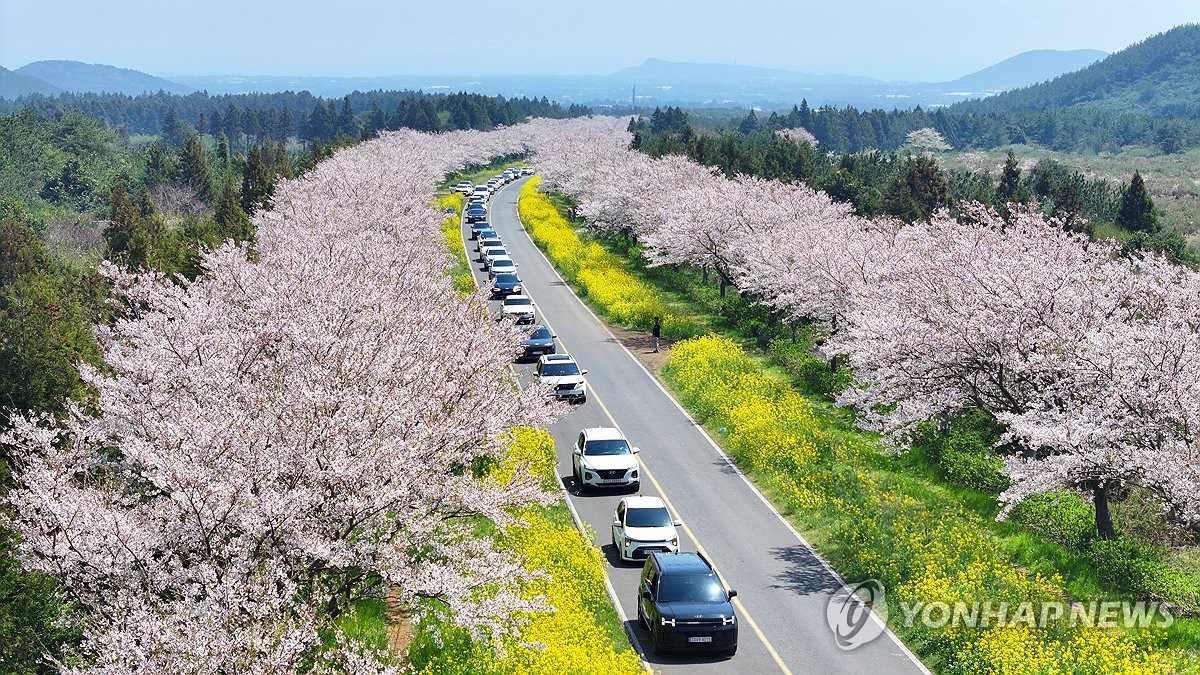 외국인 벚꽃 관광 급증