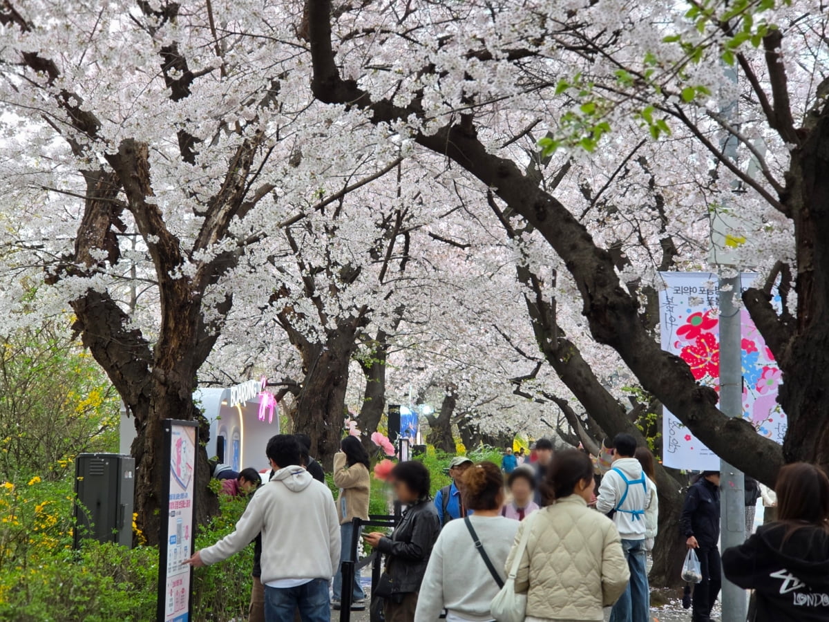 외국인 벚꽃 관광 급증
