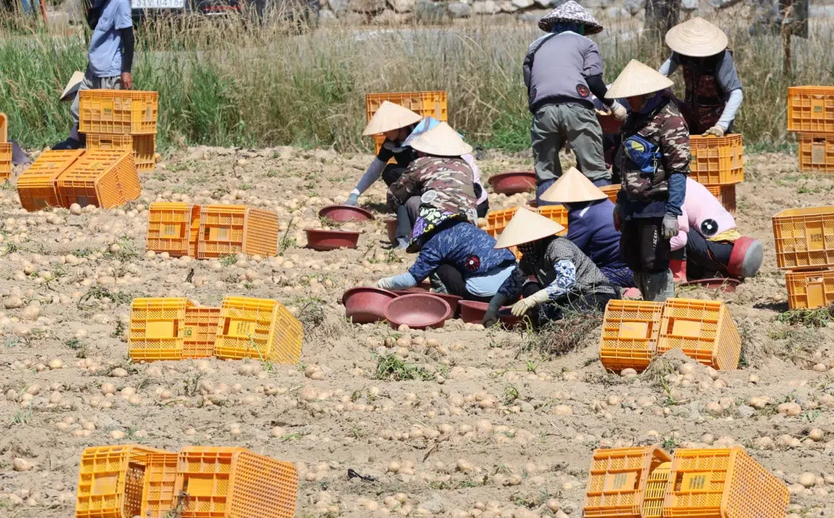 외국인 비자 노동 일원화