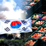 K푸드 중동 수출 급증