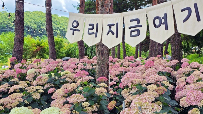 공주 유구 수국정원