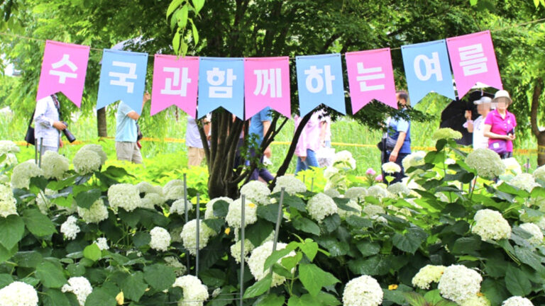 수국