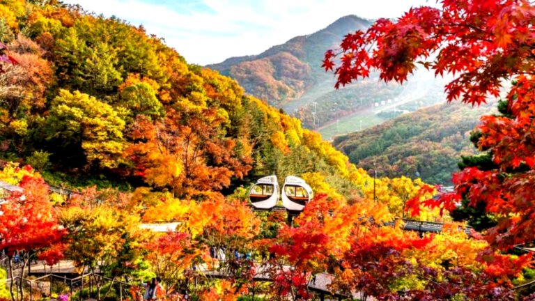 화담숲 수국 여행