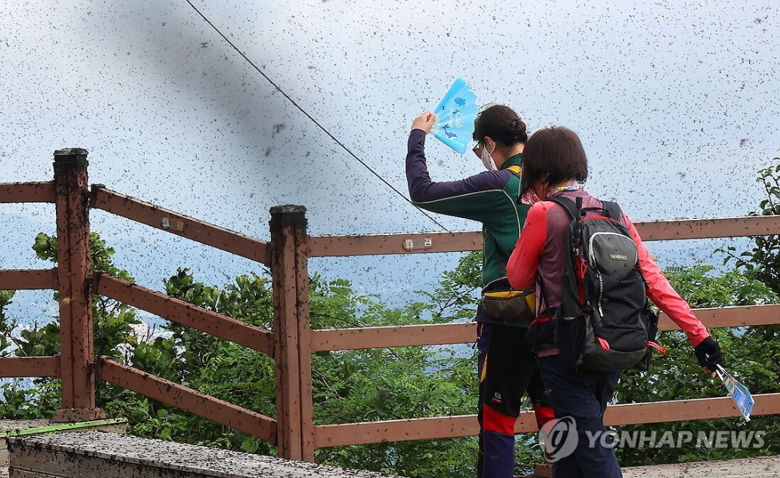 인천 계양산 러브버그
