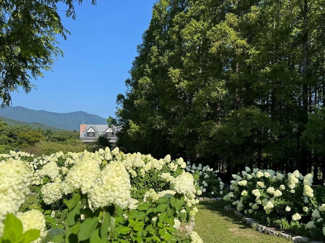 고성 라벤더팜