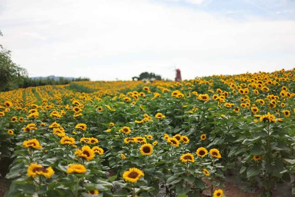 함안 해바라기축제